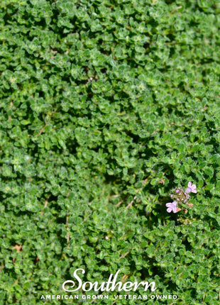 Wild Thyme – 250 Seeds