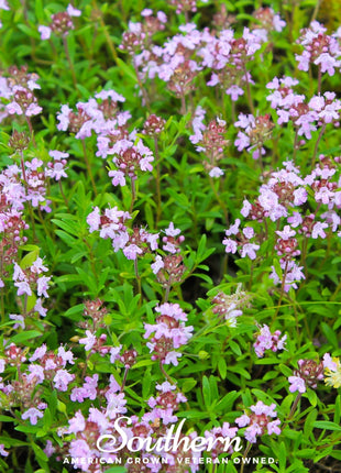 Wild Thyme – 250 Seeds