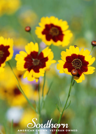 Golden Wave Tickseed – 100 Seeds