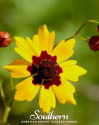 Golden Wave Tickseed – 100 Seeds