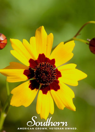 Golden Wave Tickseed – 100 Seeds