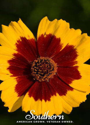 Golden Wave Tickseed – 100 Seeds
