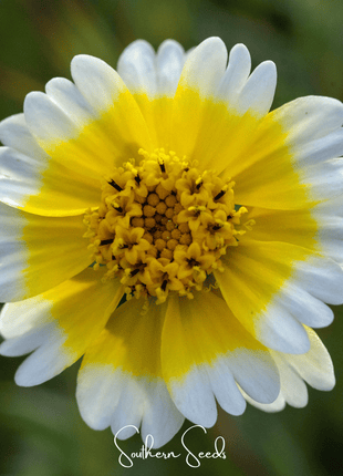 Tidy Tips – 100 Seeds