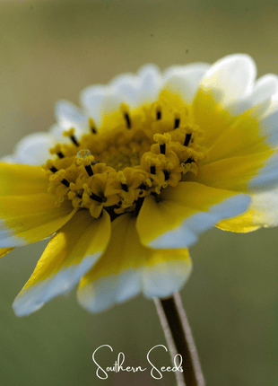 Tidy Tips – 100 Seeds