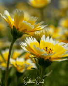 Tidy Tips – 100 Seeds