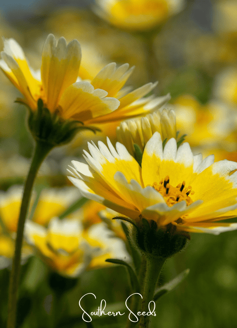 Tidy Tips – 100 Seeds