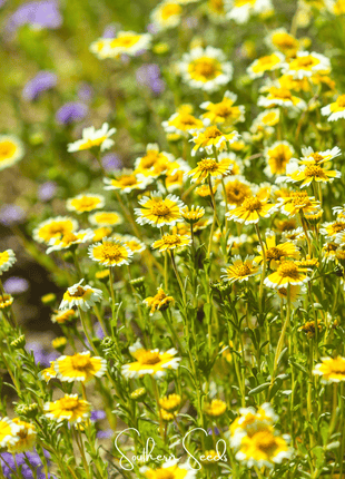 Tidy Tips – 100 Seeds
