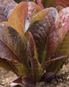 Cimmaron Romaine Lettuce – 200 Seeds