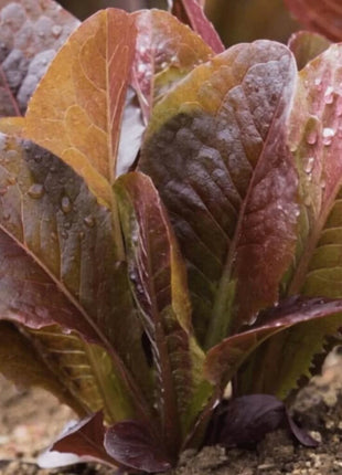 Cimmaron Romaine Lettuce – 200 Seeds