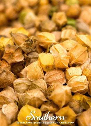 Husk Cherry Tomatillo – 20 Seeds