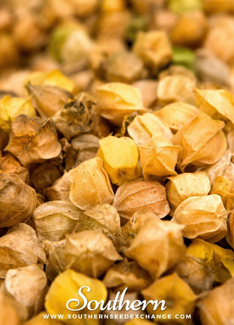 Husk Cherry Tomatillo – 20 Seeds
