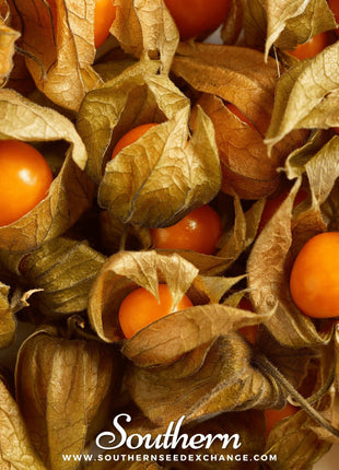 Husk Cherry Tomatillo – 20 Seeds