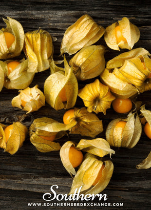 Husk Cherry Tomatillo – 20 Seeds