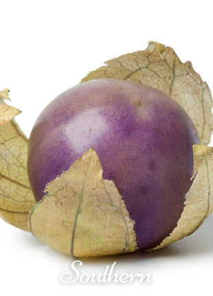 Purple Tomatillo – 30 Seeds