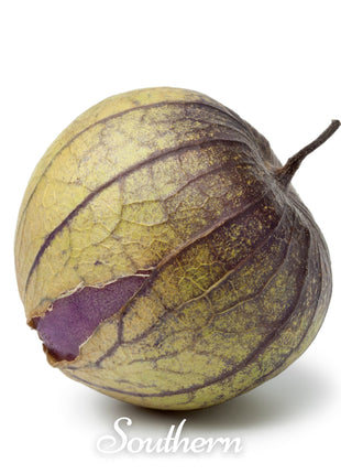 Purple Tomatillo – 30 Seeds