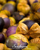 Purple Tomatillo – 30 Seeds