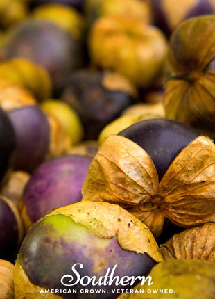 Purple Tomatillo – 30 Seeds