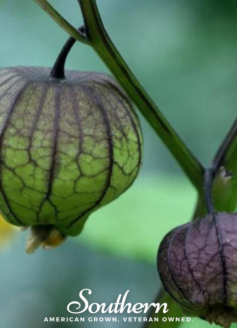 Purple Tomatillo – 30 Seeds