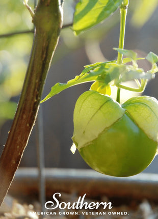 Verde Rio Grande Tomatillo – 50 Seeds