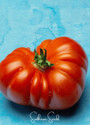 Red Brandywine Tomato –  50 Seeds