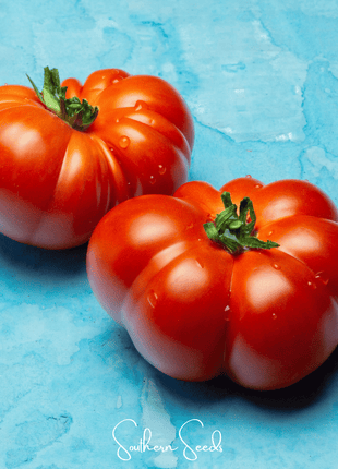 Red Brandywine Tomato –  50 Seeds