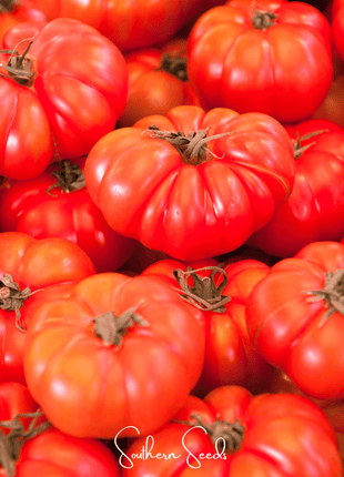 Red Brandywine Tomato –  50 Seeds