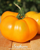 Yellow Brandywine Tomato – 50 Seeds