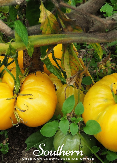 Yellow Brandywine Tomato – 50 Seeds