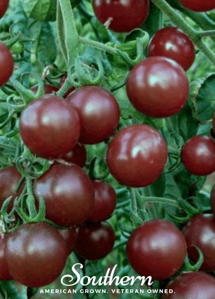 Chocolate Cherry Tomato – 25 Seeds