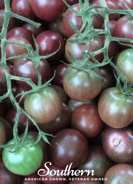 Chocolate Cherry Tomato – 25 Seeds