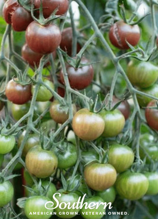 Chocolate Cherry Tomato – 25 Seeds