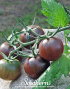 Chocolate Cherry Tomato – 25 Seeds