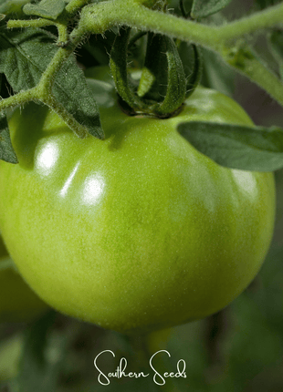 Evergreen Tomato – 50 Seeds