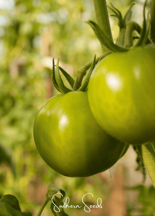 Evergreen Tomato – 50 Seeds