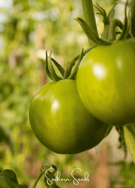 Evergreen Tomato – 50 Seeds