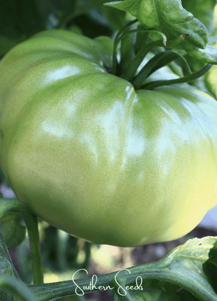 Evergreen Tomato – 50 Seeds