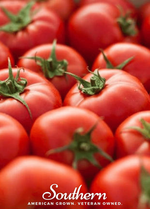 Floridade Tomato – 50 Seeds