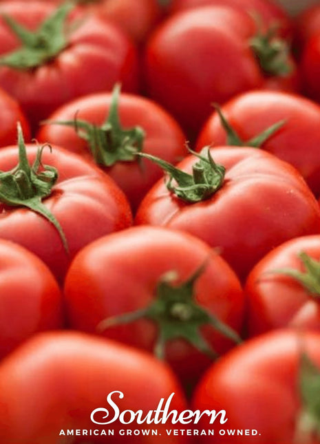 Floridade Tomato – 50 Seeds