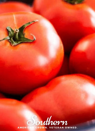 Floridade Tomato – 50 Seeds