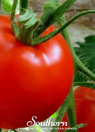 Floridade Tomato – 50 Seeds