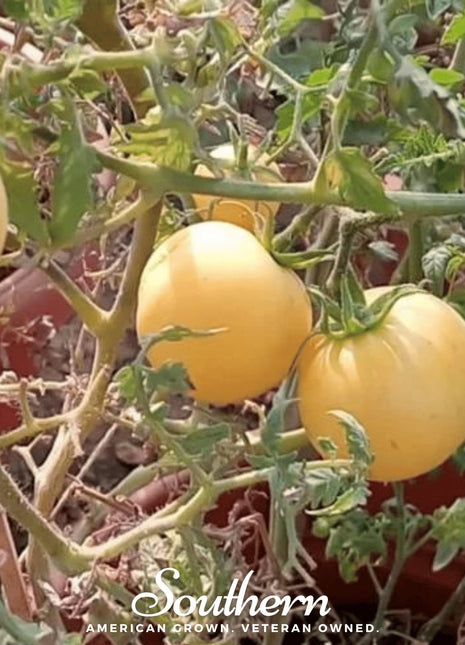 Garden Peach Tomato – 50 Seeds