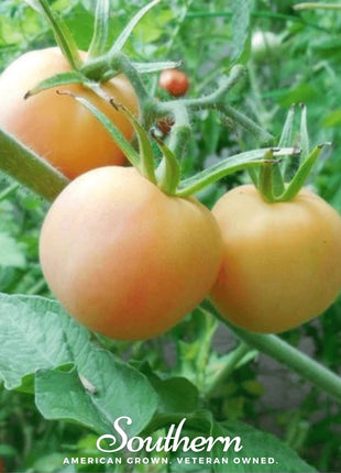 Garden Peach Tomato – 50 Seeds
