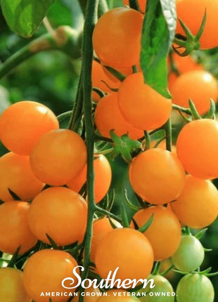 Gold Nugget Tomato – 50 Seeds