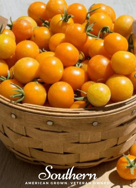Gold Nugget Tomato – 50 Seeds