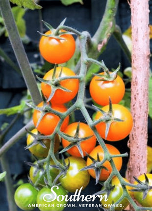 Gold Nugget Tomato – 50 Seeds