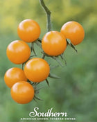 Gold Nugget Tomato – 50 Seeds