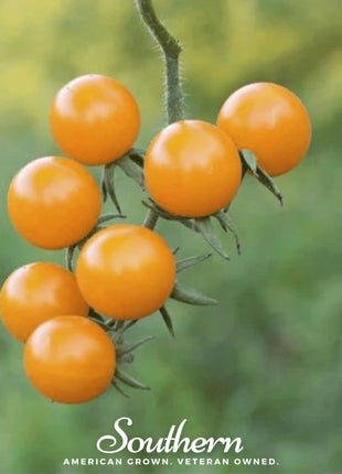 Gold Nugget Tomato – 50 Seeds