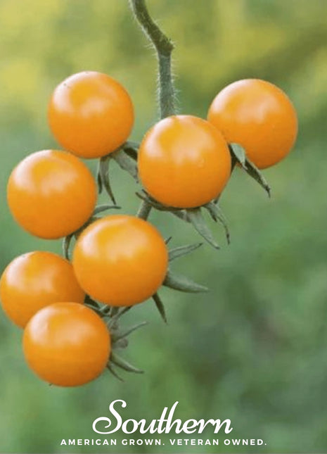 Gold Nugget Tomato – 50 Seeds