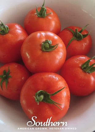 Homestead Tomato – 50 Seeds