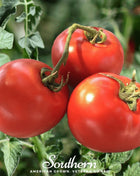 Homestead Tomato – 50 Seeds